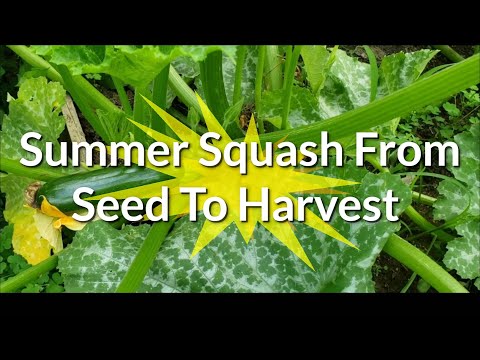 Growing Summer Squash From Seed To Harvest: Zephyr Tempest Squash & Dunja Zucchini