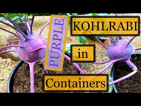 How to Grow Organic Kohlrabi [Seed to Harvest] in Containers