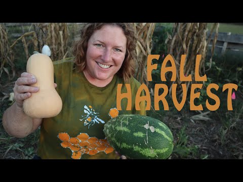 Harvesting the Three Sisters Garden Collaboration