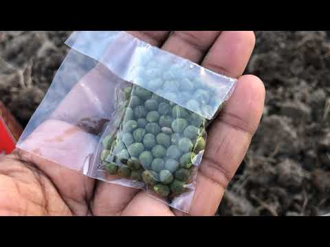 How to Grow Okra, Mistake To Avoid, Tour and Harvest