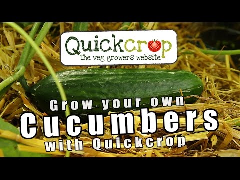 Grow Your Own Cucumbers With Quickcrop