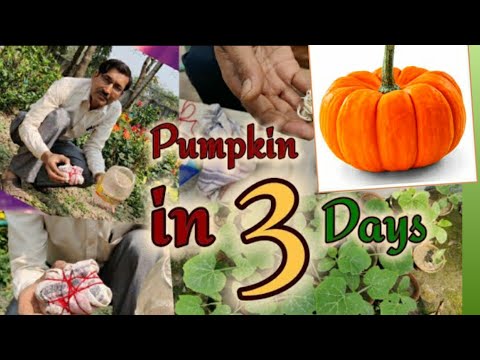How to grow Pumpkin seeds  only in 3 days