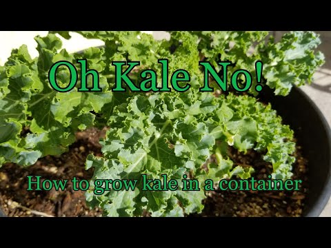 How to Grow Kale in a container