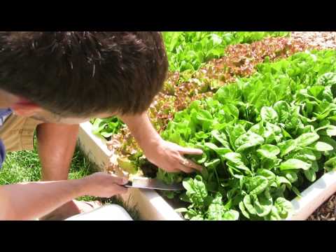 Harvest lettuce All Season With Cut and Come Again Harvesting