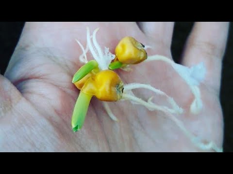 How to grow corn at home | how to grow sweet corn