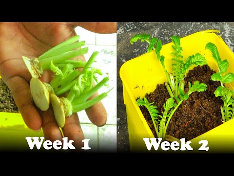 How To Grow Radish From Radish | Episode 12.