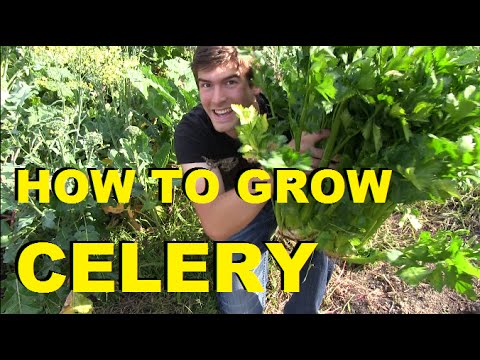 How to Grow Celery - Complete Growing Guide