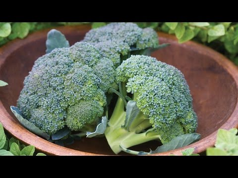 Growing Broccoli in a Container
