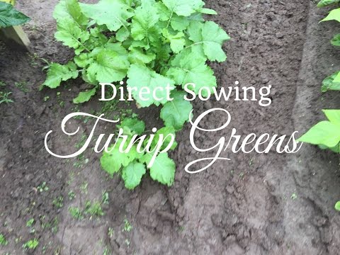 How To Grow Turnip Greens (PROGRESSION) Growing Guide