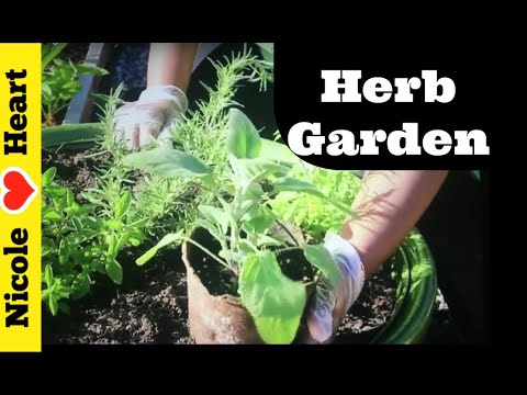 Planting an Herb Garden for Beginners