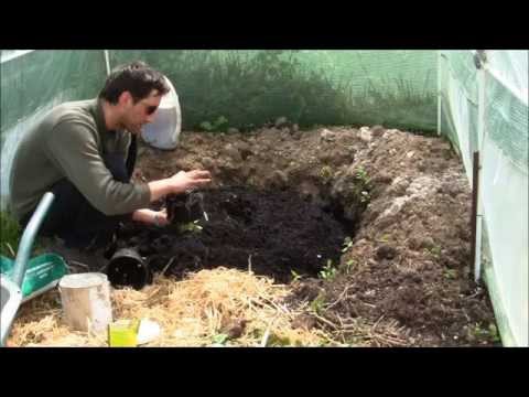 Grow Giant Pumpkins!