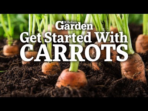 How to Get Started Growing Carrots | Sowing Carrots