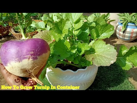 How To Grow Turnip In Container