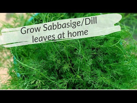 How to Grow Sabbasige/Dill/Soa/Sholpa/Shepu Leaves at Home Easily