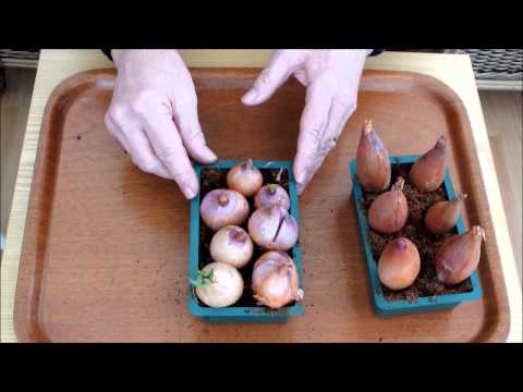 How to grow 'store bought' shallots in pots on a patio. Part 2