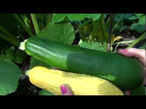 Growing Zucchini and Yellow Squash