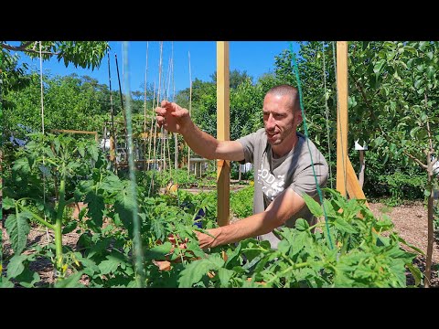 This Technique of Tying Up Tomatoes Will Change Your Life