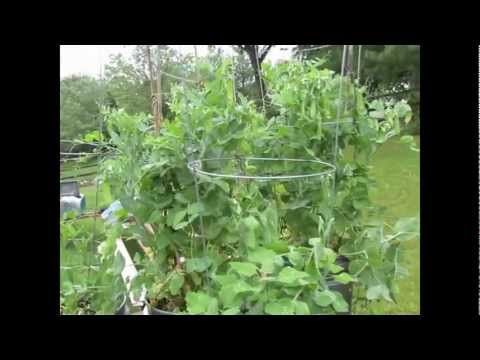 TRG 2012:  How to Grow Peas in Containers: Planting to Picking