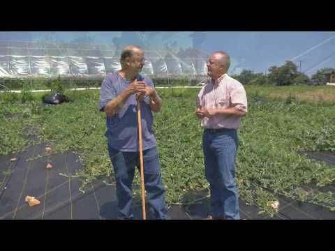 From the Ground Up - Growing Watermelons