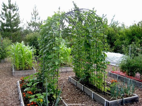How to Grow Beans: Everyone Can Grow a Garden 2019 #12
