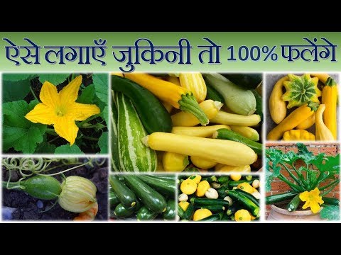 ??? ??????? ?????? ?? 100 % ??? ?????? || Grow Zucchini Easily In Pot