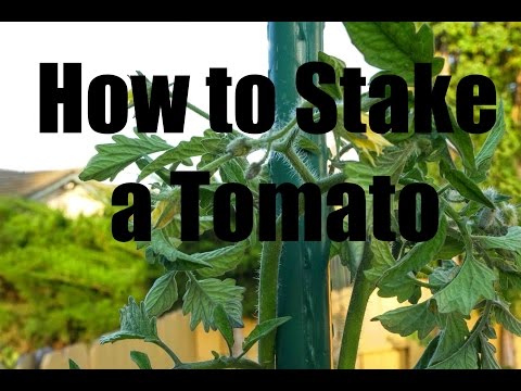 How to Stake and Prune a Tomato Plant