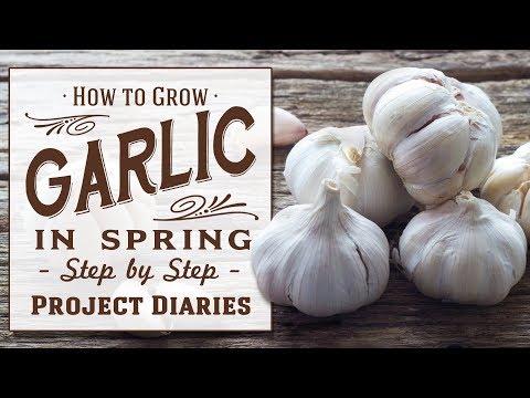 ? How to Grow Garlic in the Spring (Quick & Easy Tip for all year round Gardening)