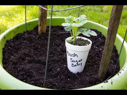 Planting Watermelons Two Ways! In The Ground And In Containers-Tips And Tricks