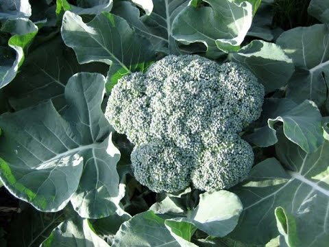 Growing Beautiful Broccoli in your garden