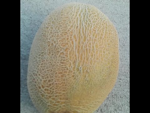 How To Grow Hale's Best Cantaloupe - seed to harvest