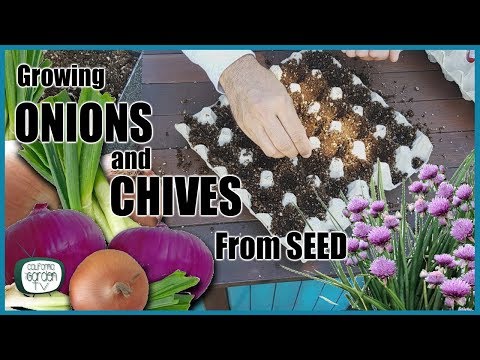 How to Grow Onions and Chives From Seed