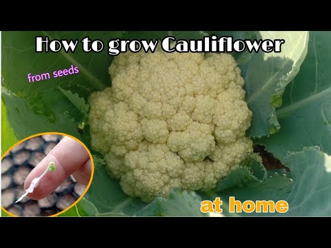 Growing Cauliflower at home / How to grow cauliflower from seeds at home by Ny Sokhom