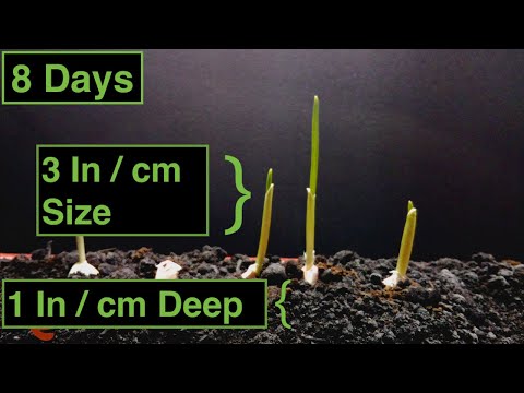 How to Grow Garlic Time Lapse