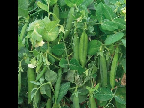 Growing Peas