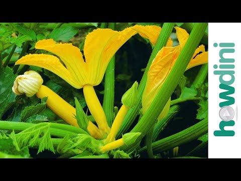 How to plant summer squash