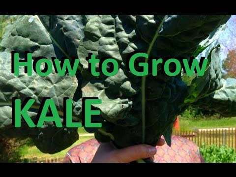 How to Grow Kale - Complete Growing Guide
