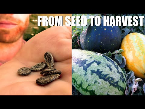 Growing Watermelons From START TO FINISH - Tips and Tricks and Some Unusual Varieties