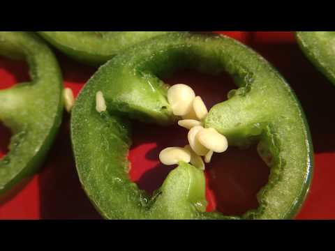 Jalapeno Peppers ?? Growing Guide with Tips & Tricks