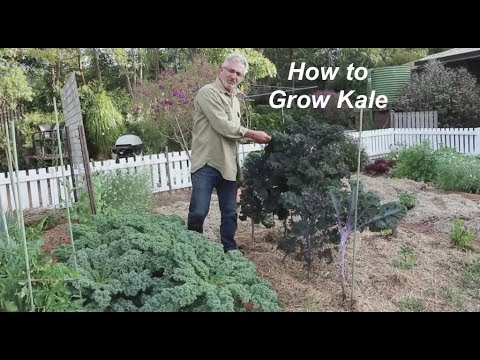 How to Plant and Grow Kale