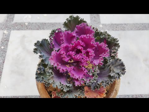 Kale Plant Care (Hindi) - How To Grow & Care Kale Plant in Pots - Grow & Care Ornamental Cabbage