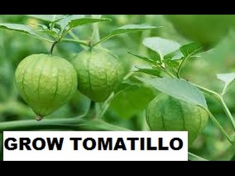 HOW TO SOW TOMATILLO SEEDS FOR GERMINATING!