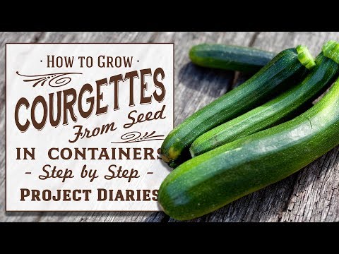 ? How to: Grow Courgettes aka Zucchini from Seed in Containers (Step by Step Guide)