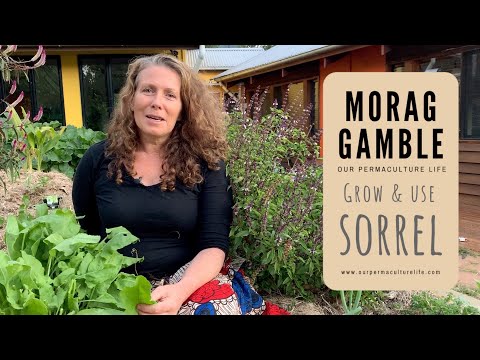 Sorrel - a humble and valuable garden perennial