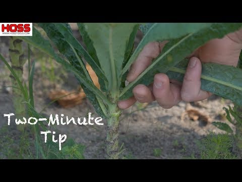 Harvesting and Growing Kale Through the Summer Months