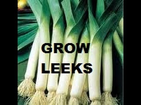 HOW TO GROW LEEKS FROM SEEDS.