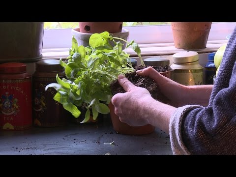 How to grow basil on your windowsill all year round with Alys Fowler