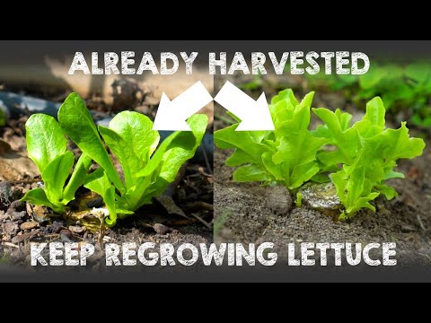 Grow Lettuce & Keep Regrowing from Same Plant Again and Again and Again