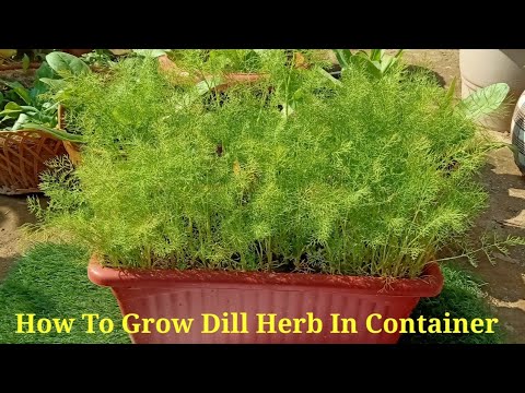How To Grow Dill/Suva/Sowa Herb In Container