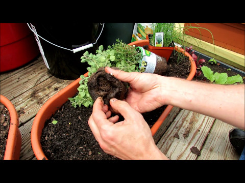 Planting Herbs in Containers: Oregano, Chives, Thyme, Mints, Basil, Sage, Rosemary, Lavender