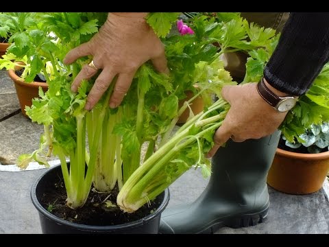HGV How to grow Organic Celery in a pot on a Patio experiment 1st cut